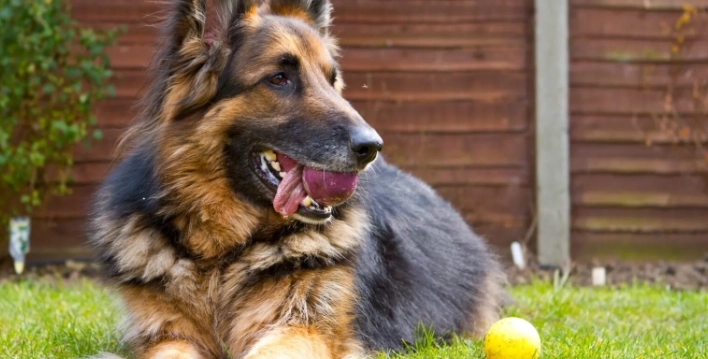 狗心脏衰竭照护