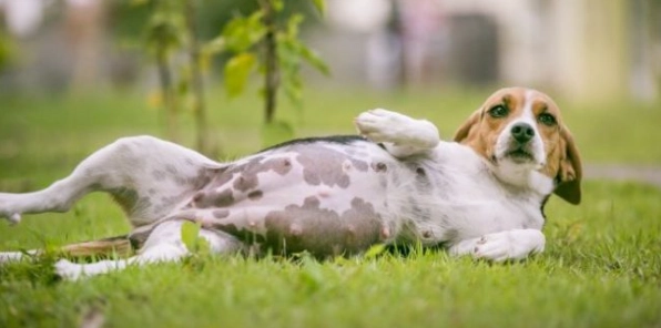 狗癲癇緊急處理 狗癲癇緊急處理