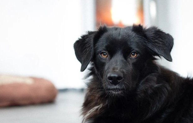 癲癇狗食物 癲癇狗食物