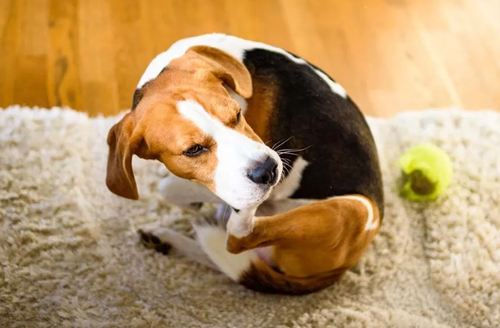 狗耳朵發炎處理