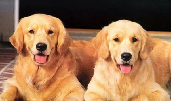 狗狗轉圈原因 狗狗轉圈原因