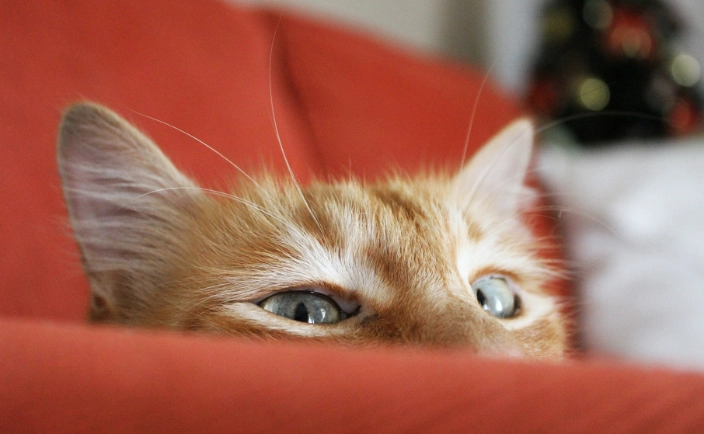 環保貓飼料包裝