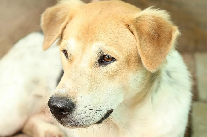 狗狗心臟病治療