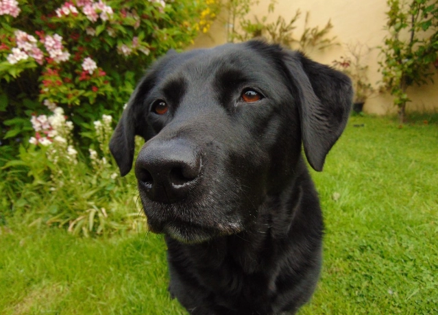 狗癲癇症狀 狗癲癇症狀