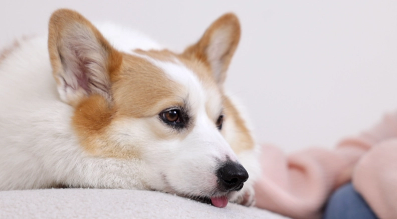 心臟肥大治療 心臟肥大治療