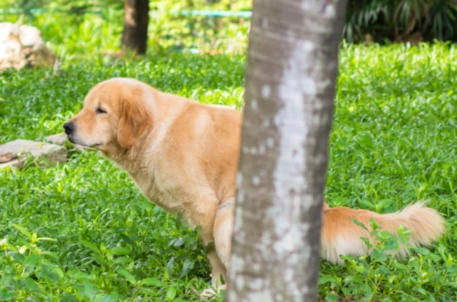 狗狗甩頭原因 狗狗甩頭原因