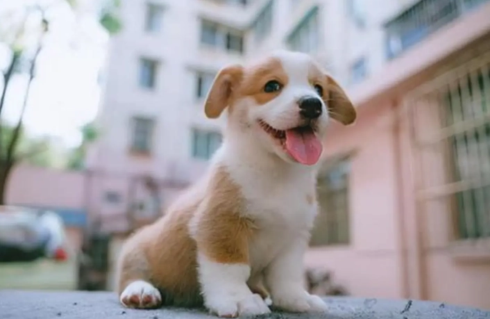 小狗飲食注意事項