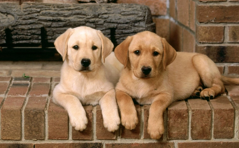 狗嘔吐白沫處理 狗嘔吐白沫處理