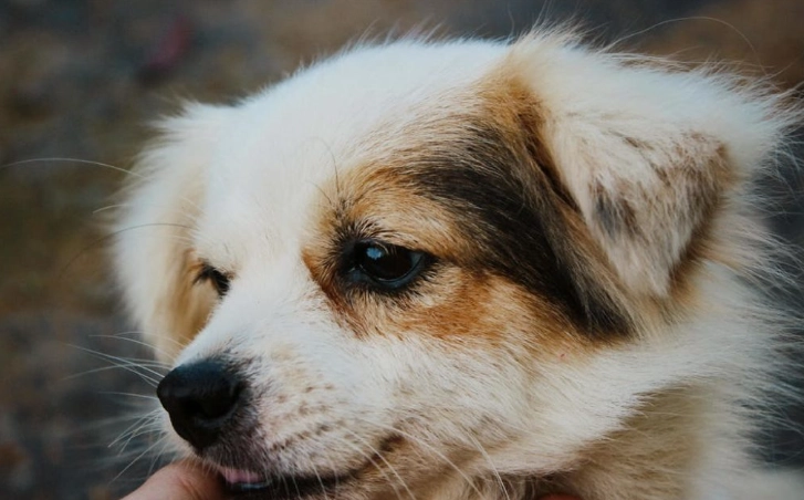 狗狗發抖原因 狗狗發抖原因