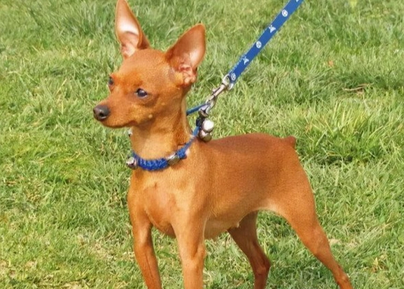 狗狗心絲蟲預防