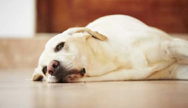 狗狗健康管理 狗狗健康管理