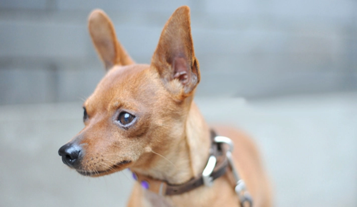 狗狗一直甩頭 狗狗一直甩頭