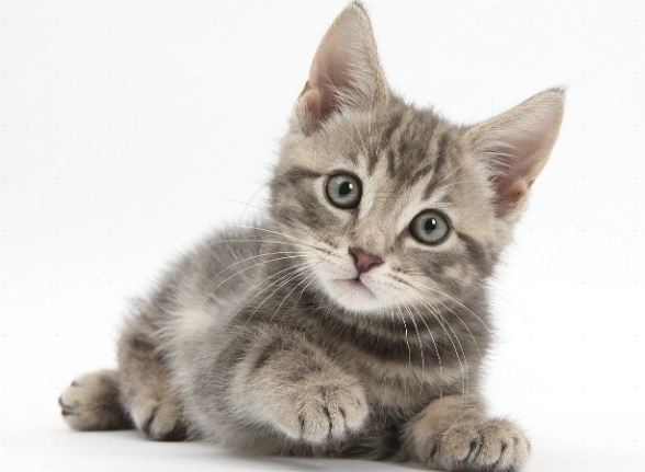 貓飼料保存方法