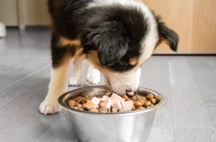 狗狗胰臟炎飲食