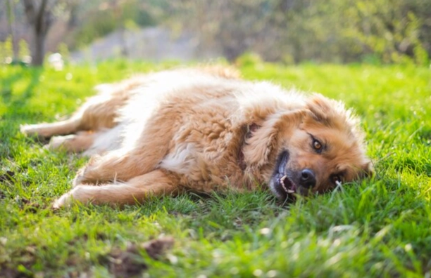 帶狗出門注意事項 帶狗出門注意事項