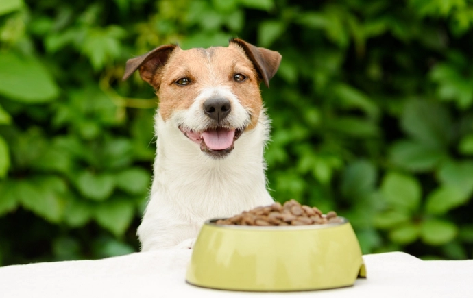 幼犬訓練項目 幼犬訓練項目