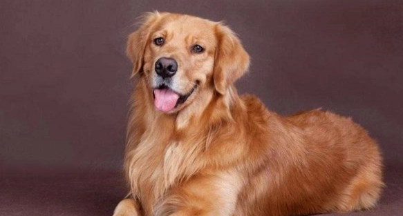 狗胰臟炎病徵 狗胰臟炎病徵