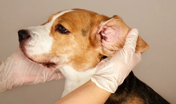 狗耳朵發炎處理