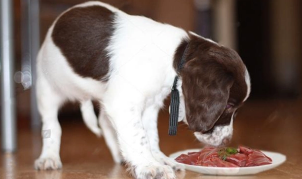 狗狗中毒症狀 狗狗中毒症狀