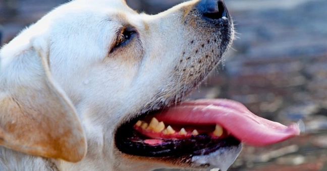 闻嗅療法 闻嗅療法