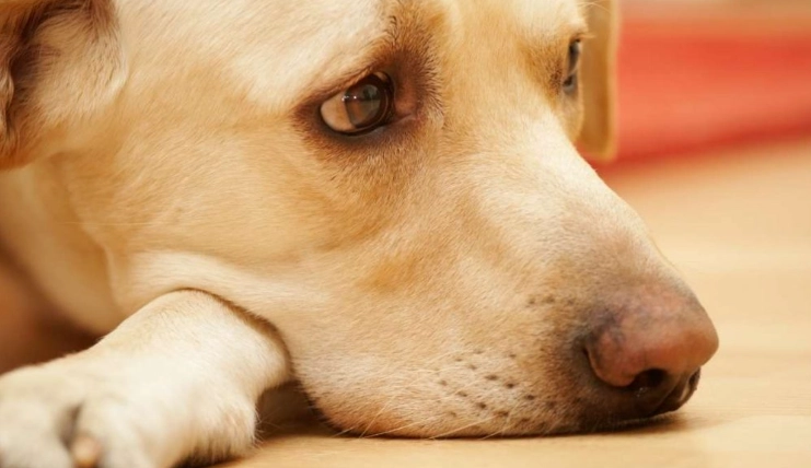 狗狗噎到症狀 狗狗噎到症狀