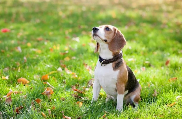 狗狗心絲蟲藥忘記吃