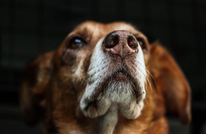 腎衰竭居家照護