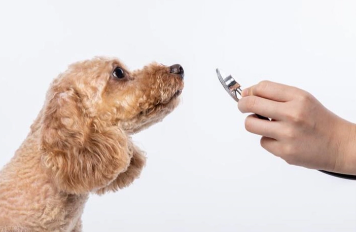 老年狗失智症治療