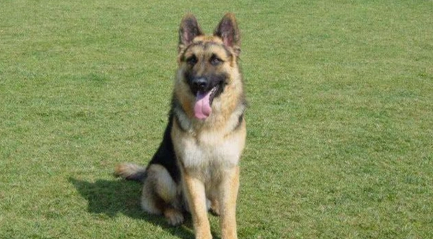 老年狗癲癇 老年狗癲癇