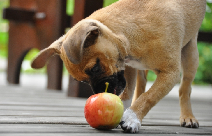 狗狗吃菜心 狗狗吃菜心