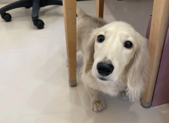 狗狗耳朵發燒原因