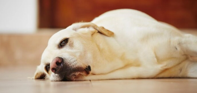 狗狗癲癇症狀 狗狗癲癇症狀