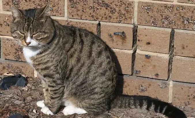 虎斑貓毛髮照顧