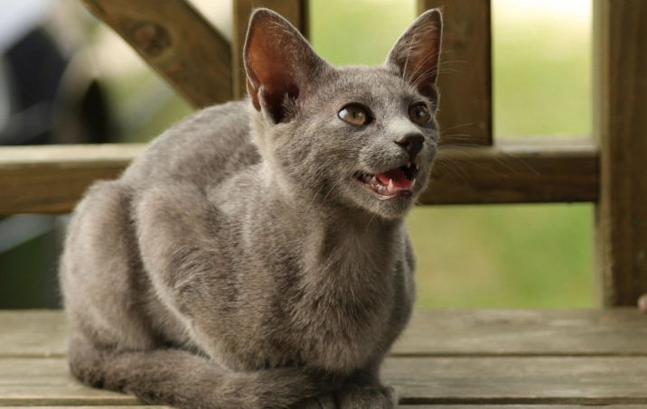 無穀貓飼料推薦