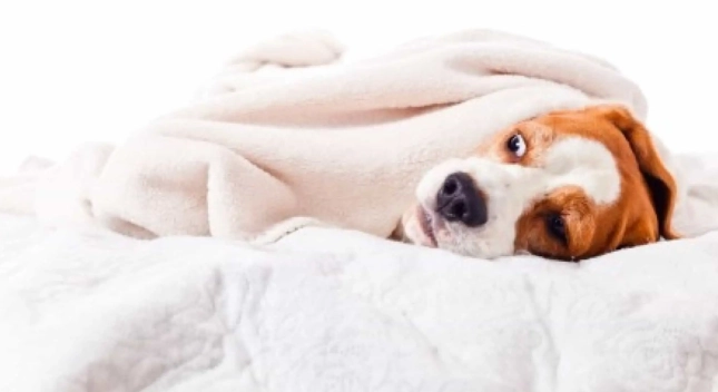 狗狗癲癇症狀 狗狗癲癇症狀