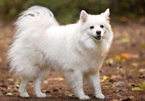 狗狗肺水腫症狀 狗狗肺水腫症狀