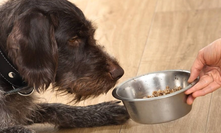狗禁忌食物 狗禁忌食物