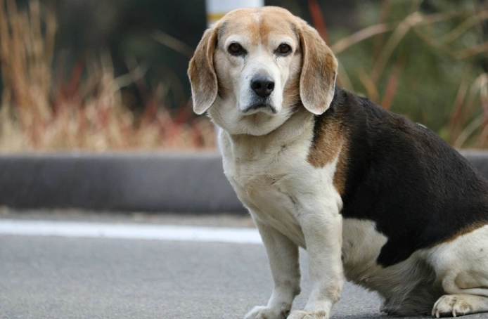 台灣中型犬飼養