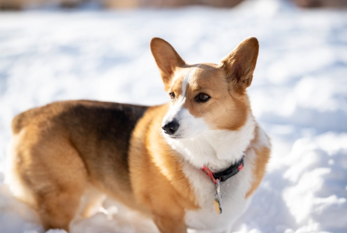 菜心對狗有害嗎 菜心對狗有害嗎