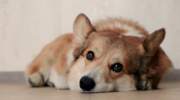 狗心臟保健食品