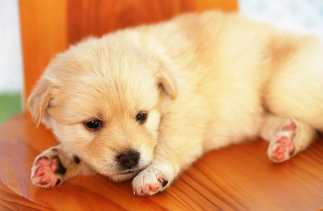 狗狗發抖原因 狗狗發抖原因