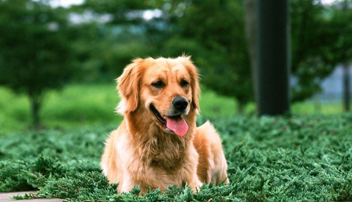 狗狗失智症症狀