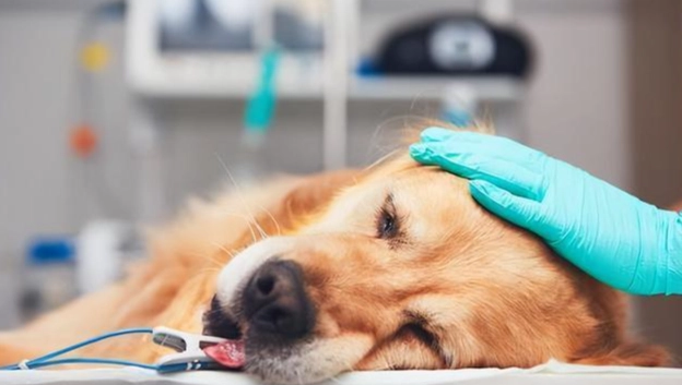 狗噎到急救 狗噎到急救