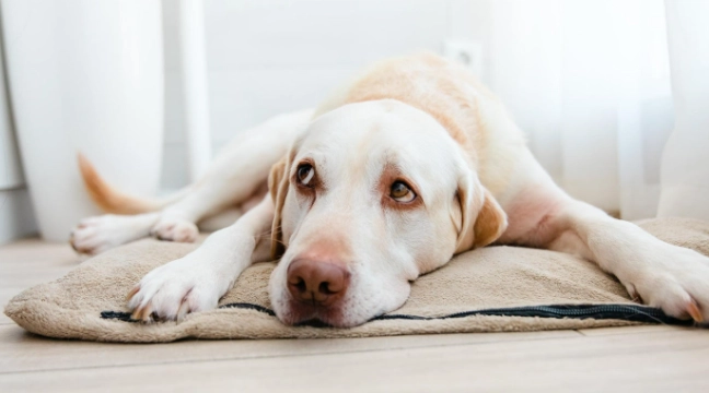 狗狗癲癇治療 狗狗癲癇治療