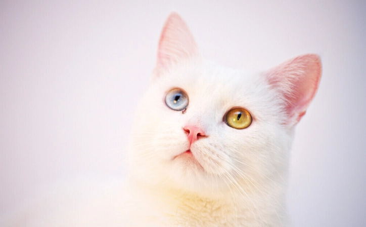 壁蝨貓防治 壁蝨貓防治