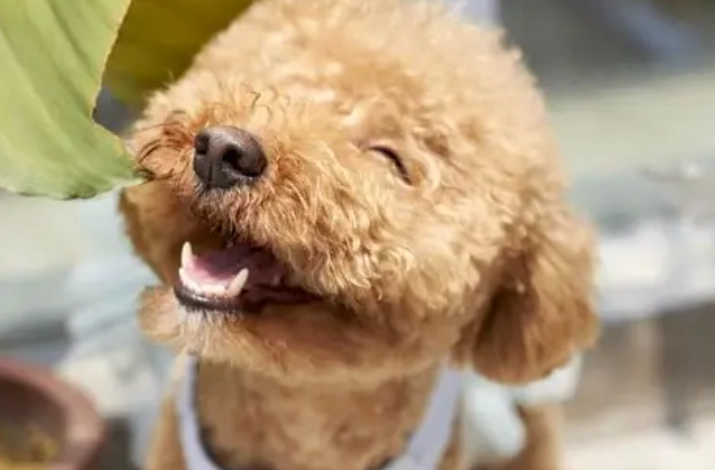 貴婦狗健康護理