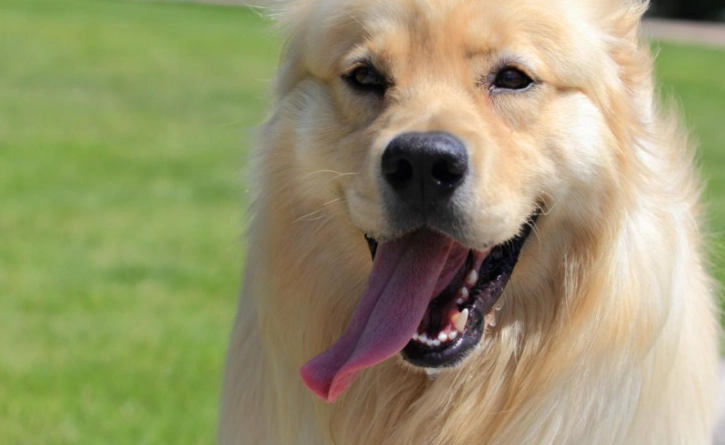 胰臟炎症狀 胰臟炎症狀