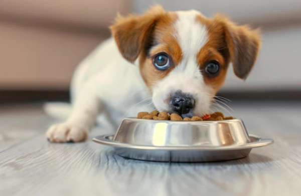 幼犬社會化 幼犬社會化