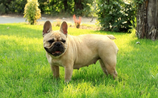 狗狗心臟病停藥