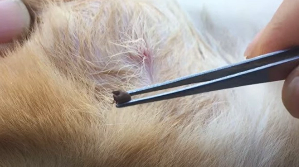 壁蝨怕什麼精油